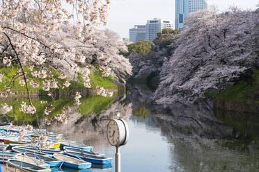 Kirschblüten am Chidorigafuchi-Graben, Tokio, Japan, Asien - RHPLF06219