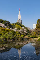 Shinjuku Gyoen und Yoyogi-Gebäude zur Zeit der Kirschblüte, Tokio, Japan, Asien - RHPLF06226