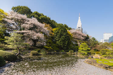 Shinjuku Gyoen und Yoyogi-Gebäude zur Zeit der Kirschblüte, Tokio, Japan, Asien - RHPLF06227