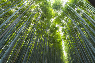 Arashiyama-Bambushain Kyoto, Japan, Asien - RHPLF06231