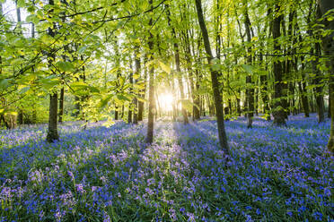 Blauglocken bedecken im Frühling den Waldboden in einem kleinen Wald und fangen die letzten Sonnenstrahlen ein, Dorset, England, Vereinigtes Königreich, Europa - RHPLF06299