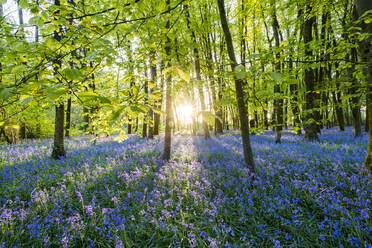 Bluebells cover a woodland floor during Spring in a small forest and catch the last rays of sun, Dorset, England, United Kingdom, Europe - RHPLF06299