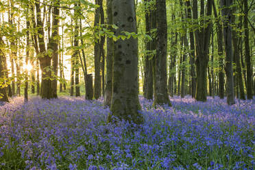 Blauglocken bedecken im Frühling den Waldboden in einem kleinen Wald und fangen die letzten Sonnenstrahlen ein, Dorset, England, Vereinigtes Königreich, Europa - RHPLF06301