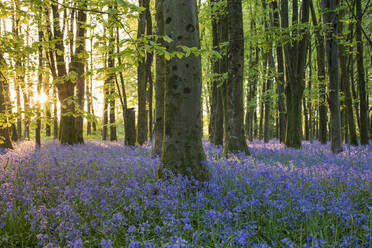 Bluebells cover a woodland floor during Spring in a small forest and catch the last rays of sun, Dorset, England, United Kingdom, Europe - RHPLF06301