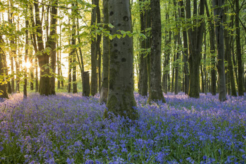 Blauglocken bedecken im Frühling den Waldboden in einem kleinen Wald und fangen die letzten Sonnenstrahlen ein, Dorset, England, Vereinigtes Königreich, Europa - RHPLF06301