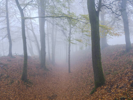 Dichter Nebel unter Buchen im Herbst mit ihren attraktiv gefärbten Blättern bei Woodbury Castle, nahe Exmouth, Devon, England, Vereinigtes Königreich, Europa - RHPLF06318