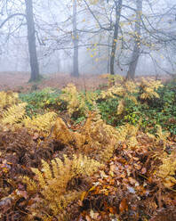 Starker Nebel, Buchen mit Farnkraut im Herbst mit ihren attraktiv gefärbten Blättern bei Woodbury Castle, nahe Exmouth, Devon, England, Vereinigtes Königreich, Europa - RHPLF06330