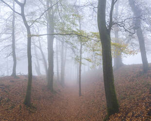 Dichter Nebel unter Buchen im Herbst mit ihren attraktiv gefärbten Blättern bei Woodbury Castle, nahe Exmouth, Devon, England, Vereinigtes Königreich, Europa - RHPLF06331