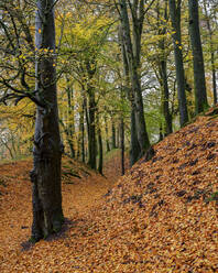 Beech trees in autumn with their attractively coloured leaves at Woodbury Castle, near Exmouth, Devon, England, United Kingdom, Europe - RHPLF06332