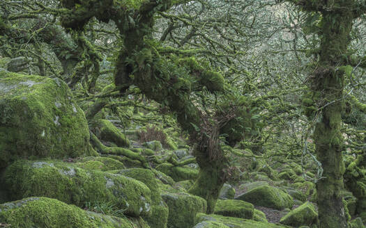 Die charakteristischen knorrigen, mit Moos und Farn bewachsenen Eichen in Wistman's Wood, in der Nähe von Princetown, Devon, England, Vereinigtes Königreich, Europa - RHPLF06353