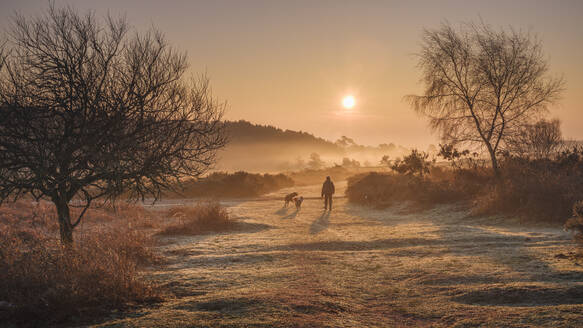 Winterlicher Sonnenaufgang Hundespaziergang im Nebel auf dem Heideland von Woodbury Common, nahe Exmouth, Devon, England, Vereinigtes Königreich, Europa - RHPLF06358