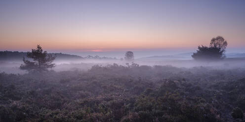 Winterdämmerung mit Nebel auf dem Heideland von Woodbury Common, nahe Exmouth, Devon, England, Vereinigtes Königreich, Europa - RHPLF06359