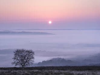 A soft and misty sunrise over Yarner Wood, Dartmoor National Park, Bovey Tracey, Devon, England, United Kingdom, Europe - RHPLF06383