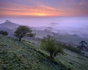 Neblige Morgendämmerung über dem markanten kiefernbestandenen Colmer's Hill bei Bridport, Dorset, England, Vereinigtes Königreich, Europa - RHPLF06394