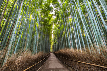 Arashiyama-Bambushain, Kyoto, Japan, Asien - RHPLF06465