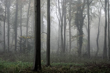 Fifty Acre Wood im Nebel in der Morgendämmerung, Leigh Woods, Bristol, England, Vereinigtes Königreich, Europa - RHPLF06548