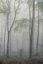 Fifty Acre Wood im Nebel in der Morgendämmerung, Leigh Woods, Bristol, England, Vereinigtes Königreich, Europa - RHPLF06549