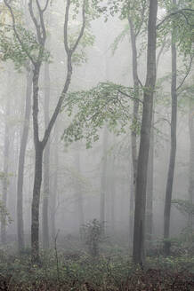 Fifty Acre Wood im Nebel in der Morgendämmerung, Leigh Woods, Bristol, England, Vereinigtes Königreich, Europa - RHPLF06549