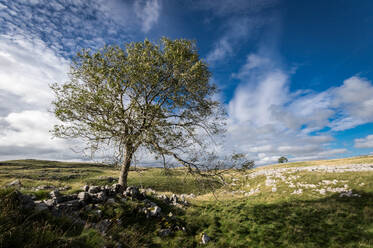 Baum und Kalksteinpflaster oberhalb von Malham, Yorkshire Dales, Yorkshire, England, Vereinigtes Königreich, Europa - RHPLF06568