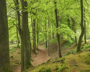 Beech trees with their first leaves of spring in the deep gulley at Woodbury Castle, near Exmouth, Devon, England, United Kingdom, Europe - RHPLF06602