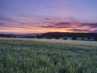 Dawn sky over a field of barley at Stowford, near Exmouth, Devon, England, United Kingdom, Europe - RHPLF06605
