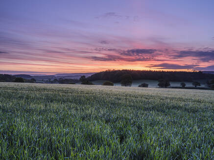 Morgenhimmel über einem Gerstenfeld in Stowford, nahe Exmouth, Devon, England, Vereinigtes Königreich, Europa - RHPLF06605