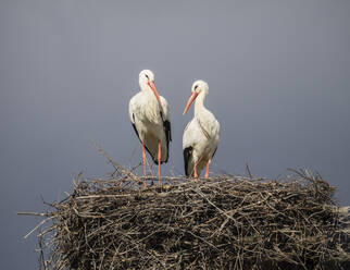 Weißstorchpaar auf dem Nest, Silves, Algarve, Portugal, Europa - RHPLF06708