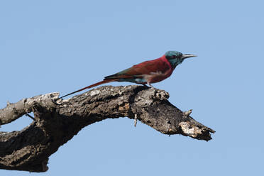 Ein nördlicher Karminbienenfresser (Merops rubicus) auf dem Sitzplatz, Tsavo, Kenia, Ostafrika, Afrika - RHPLF06714