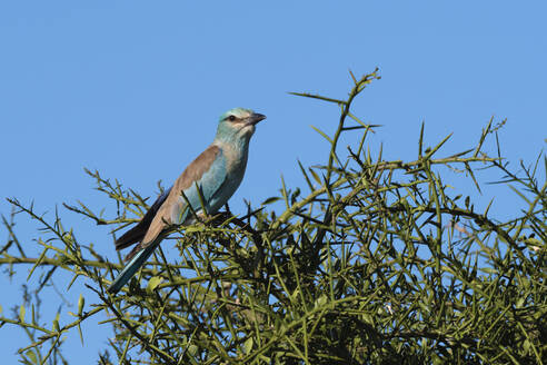 Eine Blauracke (Coracias garrulus) sitzt auf einem Baum, Tsavo, Kenia, Ostafrika, Afrika - RHPLF06717
