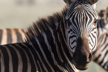 Porträt eines gewöhnlichen Zebras (Equus quagga), das in die Kamera schaut, Tsavo, Kenia, Ostafrika, Afrika - RHPLF06718