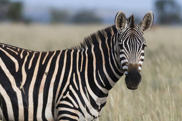 Porträt eines gewöhnlichen Zebras (Equus quagga), das in die Kamera schaut, Tsavo, Kenia, Ostafrika, Afrika - RHPLF06720