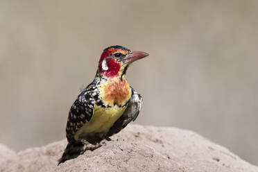 A red-and-yellow barbet (Trachyphonus erythrocephalus) on a termite mound, Tsavo, Kenya, East Africa, Africa - RHPLF06721