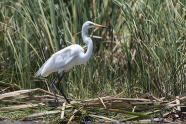 Ein Silberreiher (Egretta alba) an einem Seeufer, Tsavo, Kenia, Ostafrika, Afrika - RHPLF06723