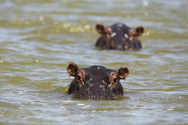 Nahaufnahme von Flusspferden (Hippopotamus amphibius) unter Wasser im Gipe-See, Tsavo, Kenia, Ostafrika, Afrika - RHPLF06725