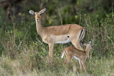 Ein weibliches Impala (Aepyceros melampus) mit seinem Kalb, Kenia, Ostafrika, Afrika - RHPLF06726