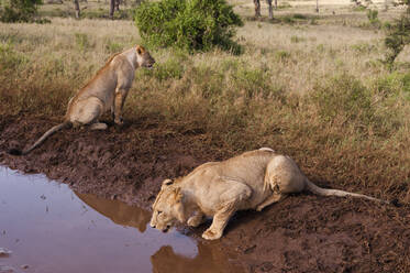 Zwei Löwen (Panthera leo) an einer Wasserstelle, einer trinkt, Tsavo, Kenia, Ostafrika, Afrika - RHPLF06727