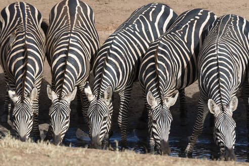 Gewöhnliche Zebras (Equus quagga) beim Trinken an einem Wasserloch, Tsavo, Kenia, Ostafrika, Afrika - RHPLF06728