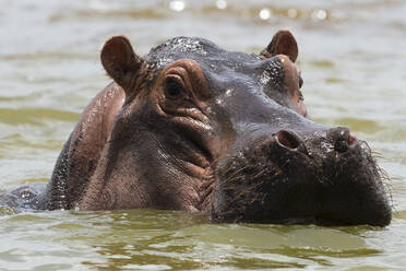 Nahaufnahme eines Flusspferdes (Hippopotamus amphibius), das im Gipe-See untergetaucht ist und in die Kamera schaut, Tsavo, Kenia, Ostafrika, Afrika - RHPLF06729