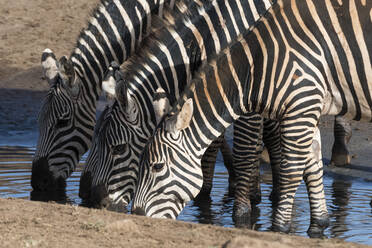 Gewöhnliche Zebras (Equus quagga) beim Trinken an einem Wasserloch, Tsavo, Kenia, Ostafrika, Afrika - RHPLF06730
