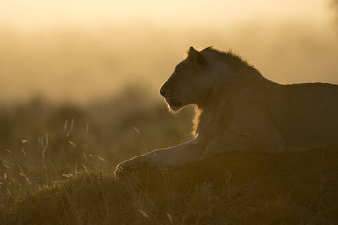 Ein Löwe (Panthera leo) ruht sich bei Sonnenuntergang auf einem Termitenhügel aus, Ostafrika, Afrika - RHPLF06737