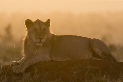 Ein Löwe (Panthera leo) ruht sich bei Sonnenuntergang auf einem Termitenhügel aus, Tsavo, Kenia, Ostafrika, Afrika - RHPLF06738