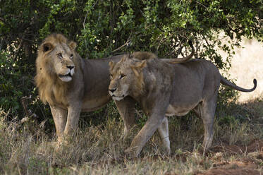 Zwei Löwen (Panthera leo) auf Patrouille, Tsavo, Kenia, Ostafrika, Afrika - RHPLF06739