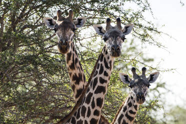 Drei Maasai-Giraffen (Giraffa camelopardalis tippelskirchi) schauen in die Kamera, Tsavo, Kenia, Ostafrika, Afrika - RHPLF06741