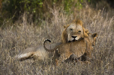 Ein männlicher Löwe (Panthera leo) mit seinem Jungen, Tsavo, Kenia, Ostafrika, Afrika - RHPLF06743