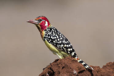 A red-and-yellow barbet (Trachyphonus erythrocephalus), on a termite mound, Kenya, East Africa, Africa - RHPLF06745