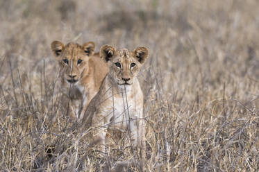 Zwei Löwenjunge (Panthera leo), einer schaut in die Kamera, Tsavo, Kenia, Ostafrika, Afrika - RHPLF06747