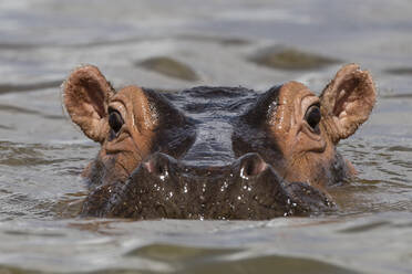Nahaufnahme eines Flusspferdes (Hippopotamus amphibius), das im Gipe-See untergetaucht ist und in die Kamera schaut, Tsavo, Kenia, Ostafrika, Afrika - RHPLF06748