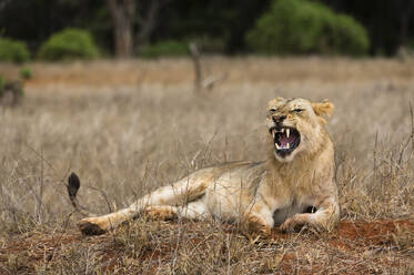 Ein Löwe (Panthera leo) gähnt, Tsavo, Kenia, Ostafrika, Afrika - RHPLF06752