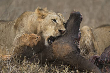 A sub-adult male lion (Panthera leo) feeding on a buffalo kill, Tsavo, Kenya, East Africa, Africa - RHPLF06753