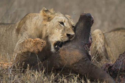 Ein subadulter männlicher Löwe (Panthera leo) beim Fressen eines erlegten Büffels, Tsavo, Kenia, Ostafrika, Afrika - RHPLF06753